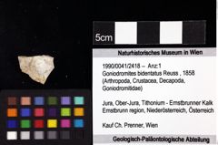 Foto (Objket + Etiketten) von Goniodromites bidentatus (Reuss, 1858) 